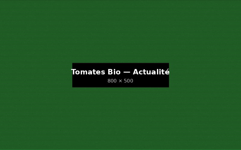 Agro Group lance sa nouvelle gamme de tomates cerises biologiques